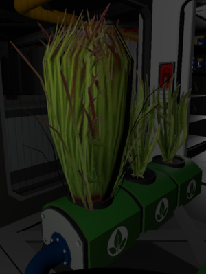 Switchgrass (cropped).png